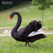 Schwarzer Schwan